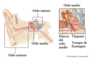 Especialista en Cuerdas Vocales, Laringólogos, Laringología y Trastornos de la Voz